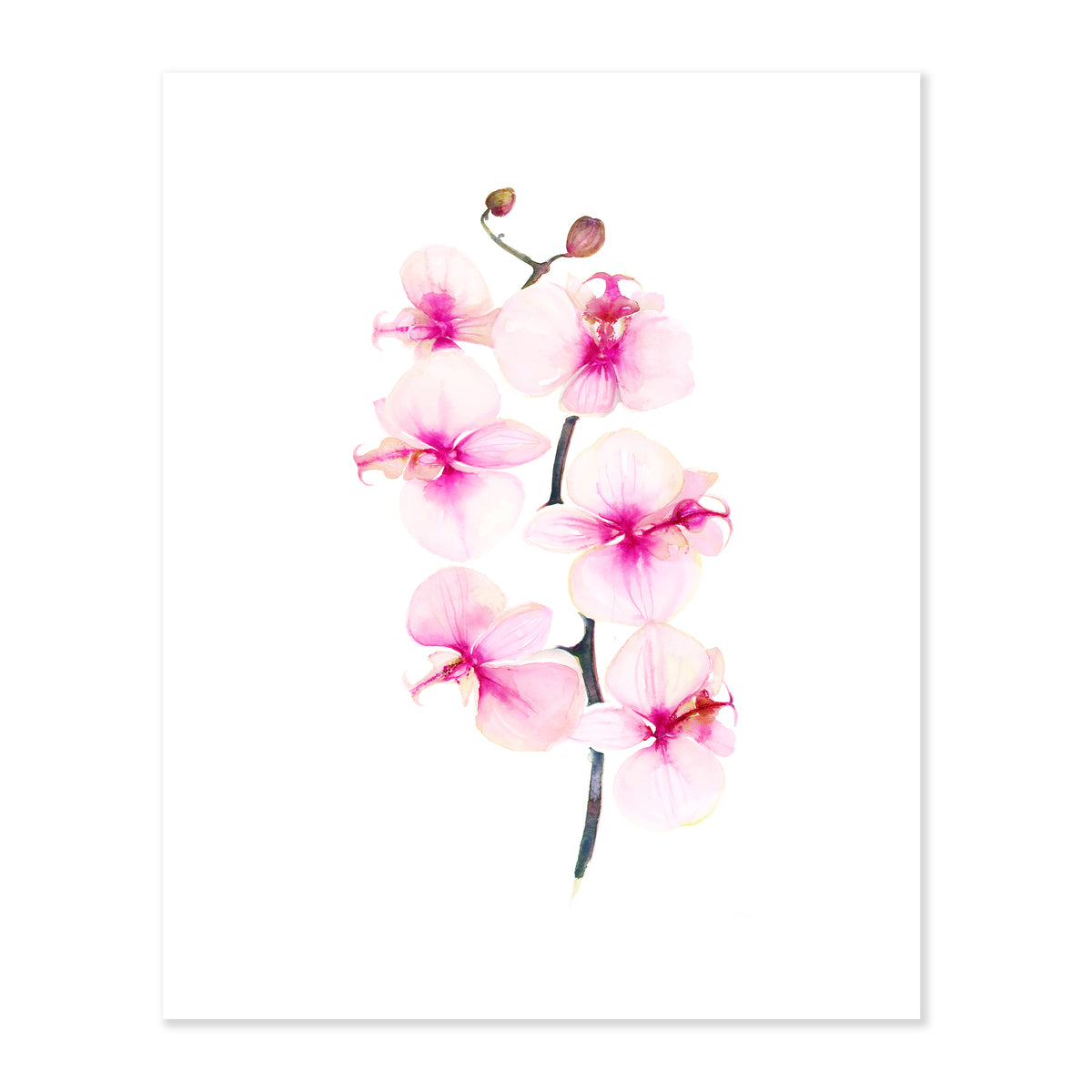A fine art print illustrating a blooming pink orchid painted with watercolor on a soft white background