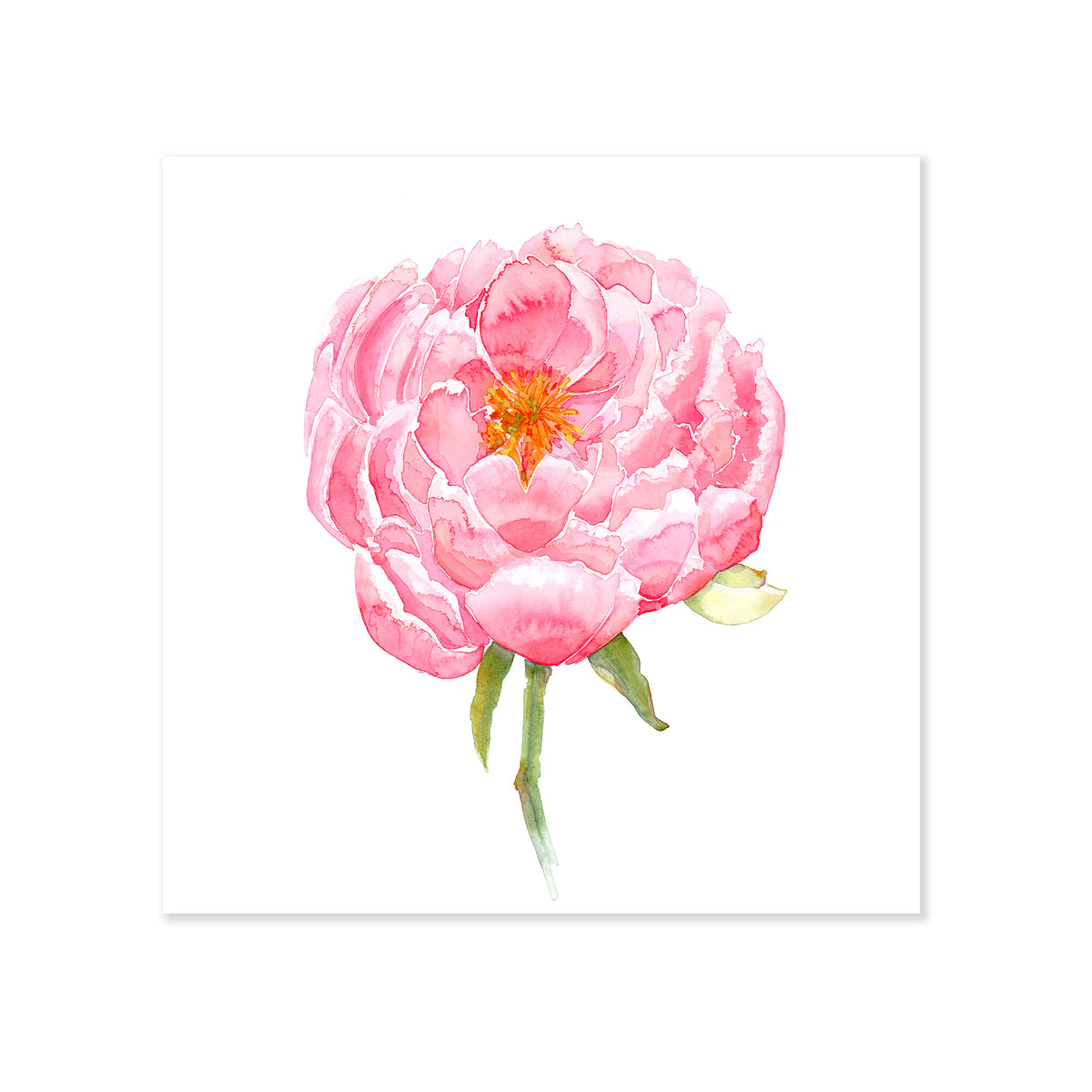 A fine art print illustrating a blooming pink peony painted using watercolors on a soft white background