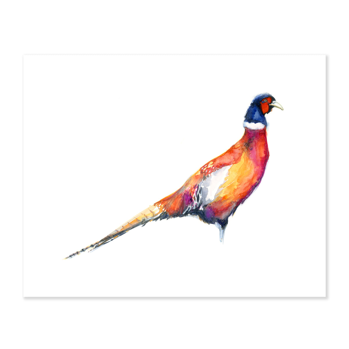 A fine art print illustrating the profile of an orange pheasant painted using watercolors on a soft white background