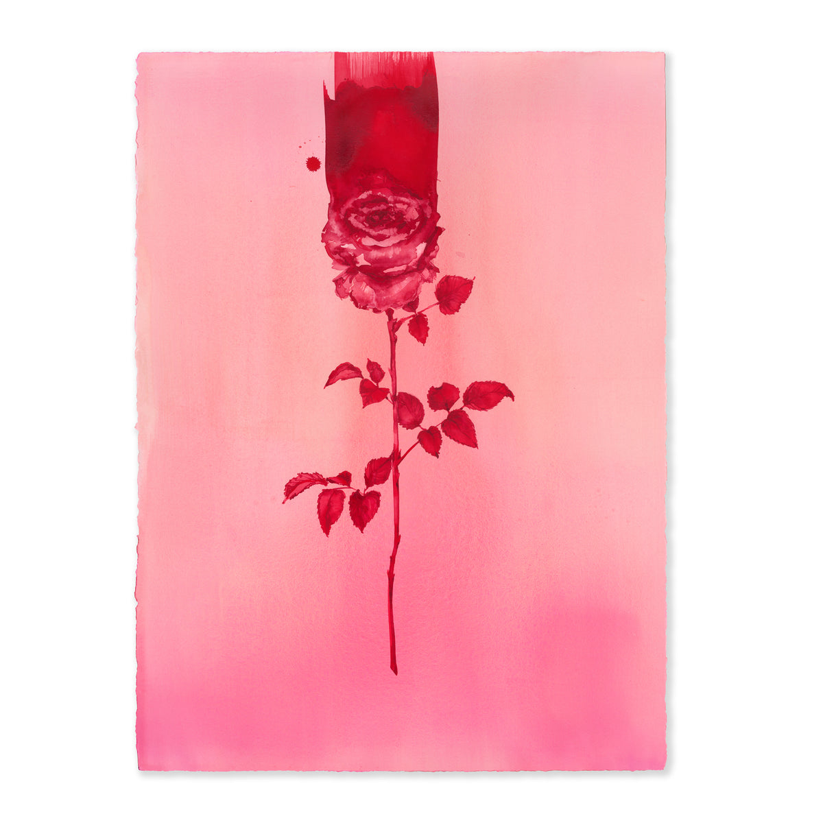 PINK AND RED ROSE