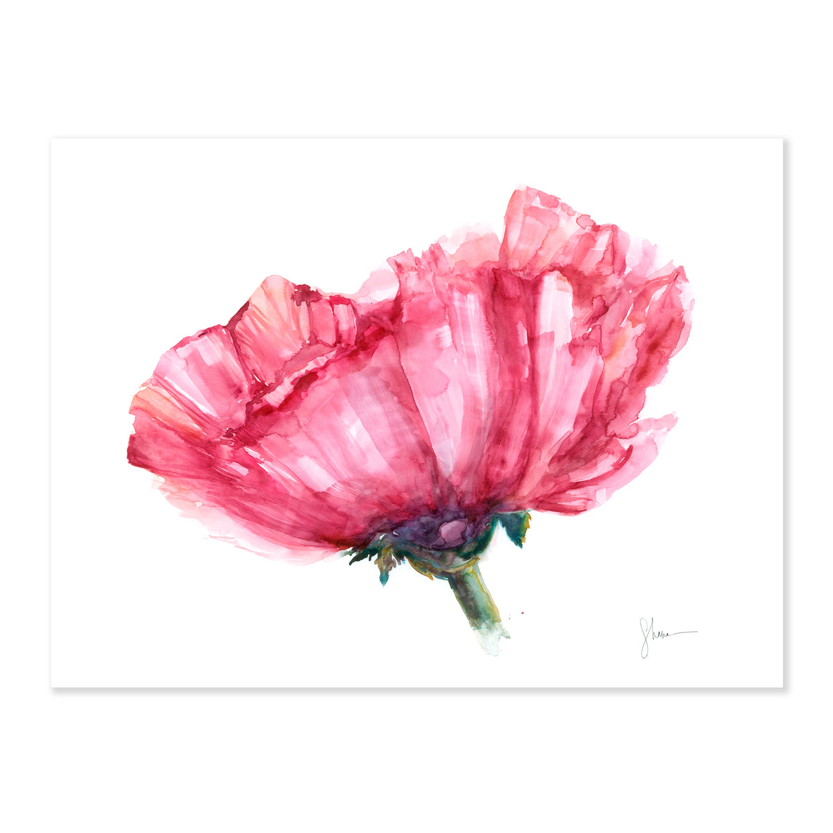 A fine art print illustrating the side profile of a single pink poppy painted in watercolor on a soft white background