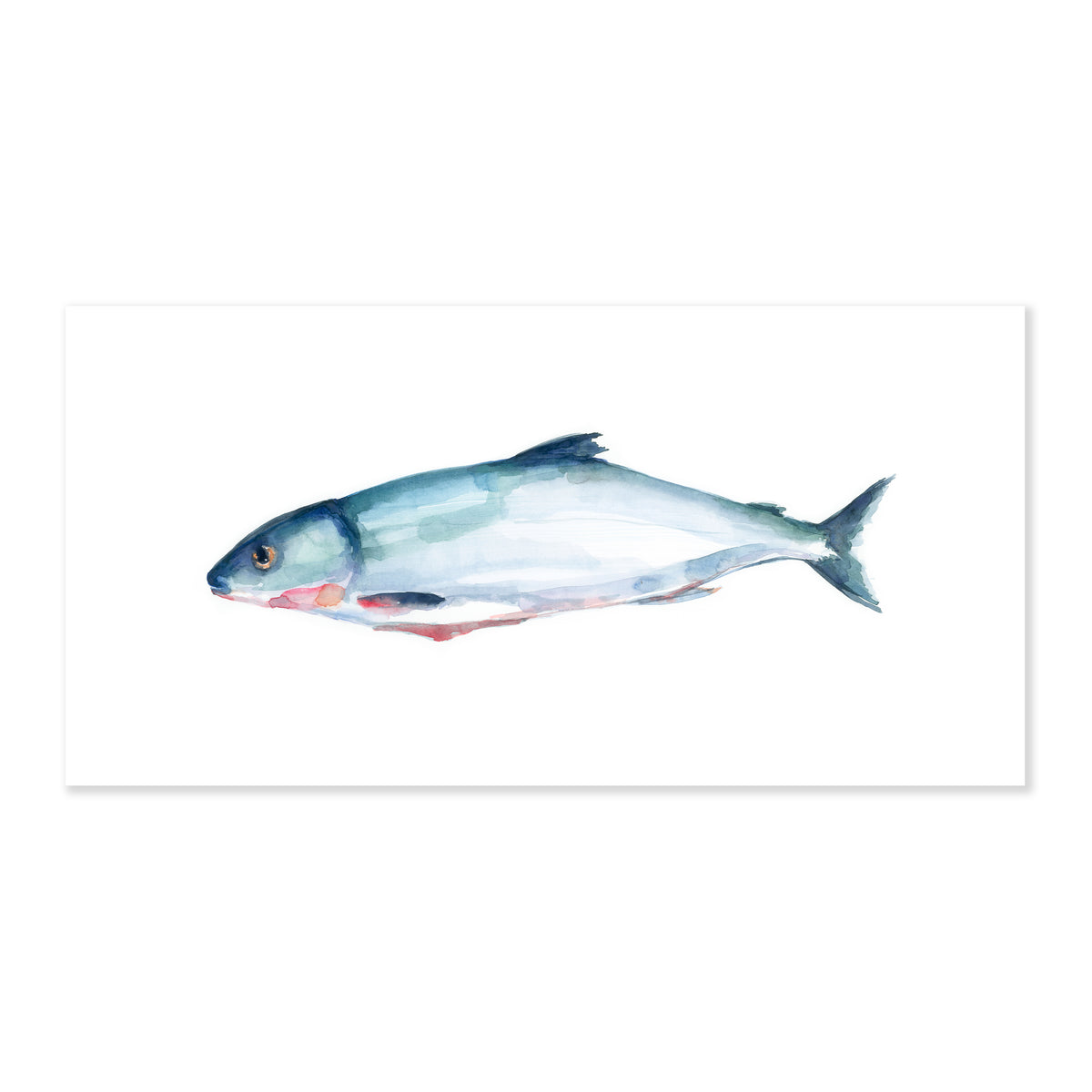 A fine art print illustrating a salmon fish painted with watercolors on a soft white background