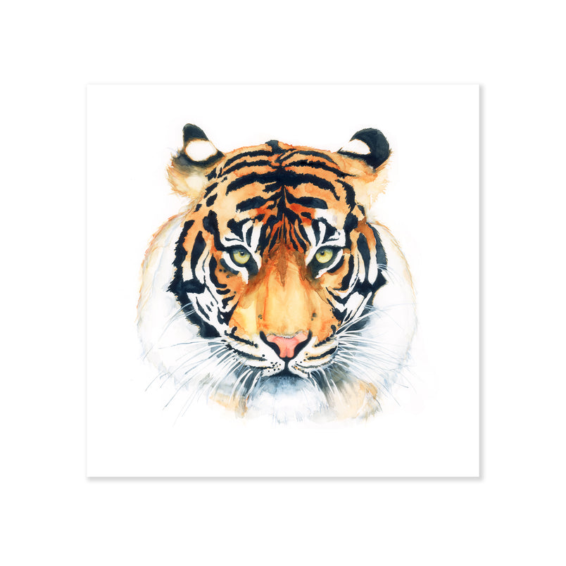 A fine art print illustrating a straight on view of a tiger's head painted with watercolors on a soft white background