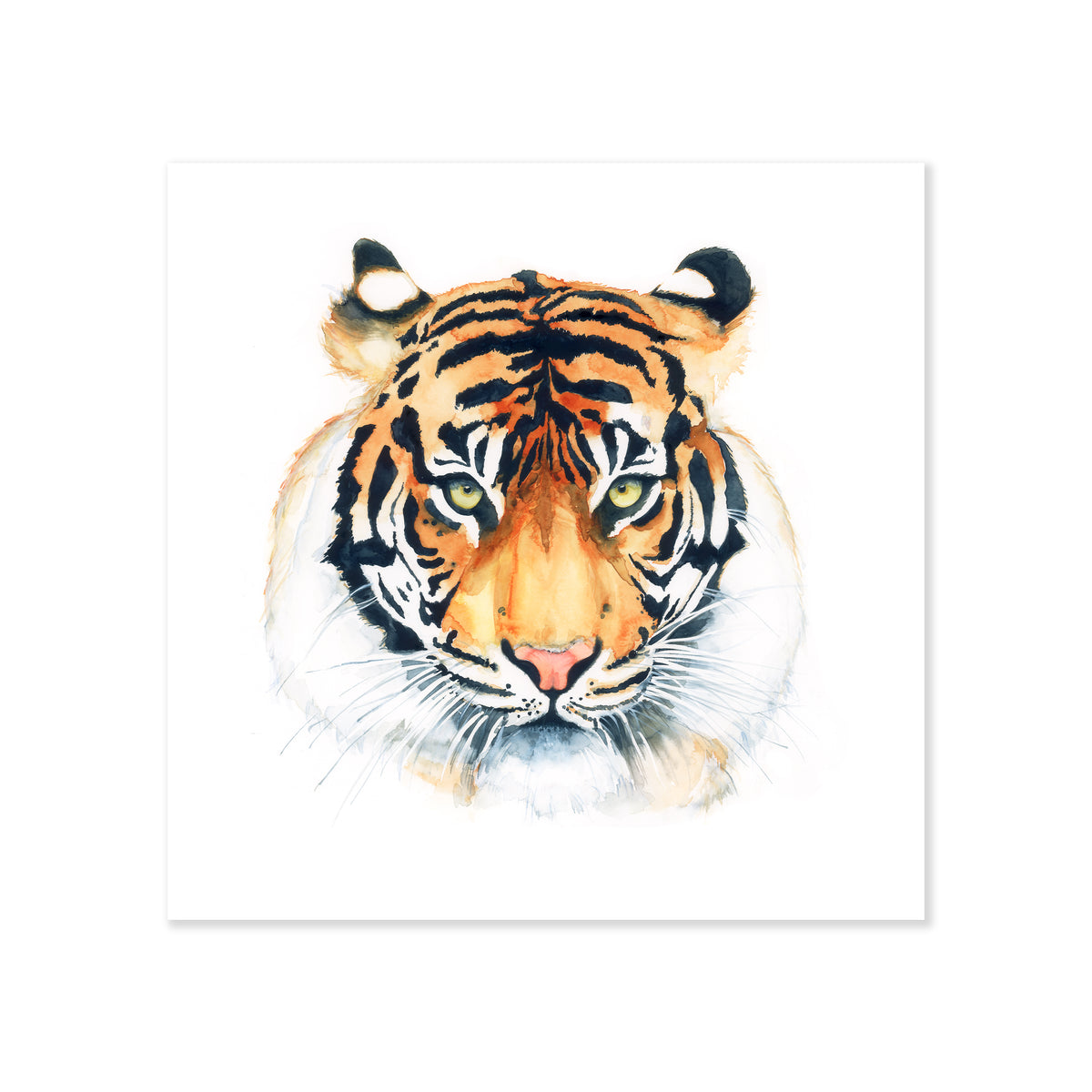 A fine art print illustrating a straight on view of a tiger's head painted with watercolors on a soft white background