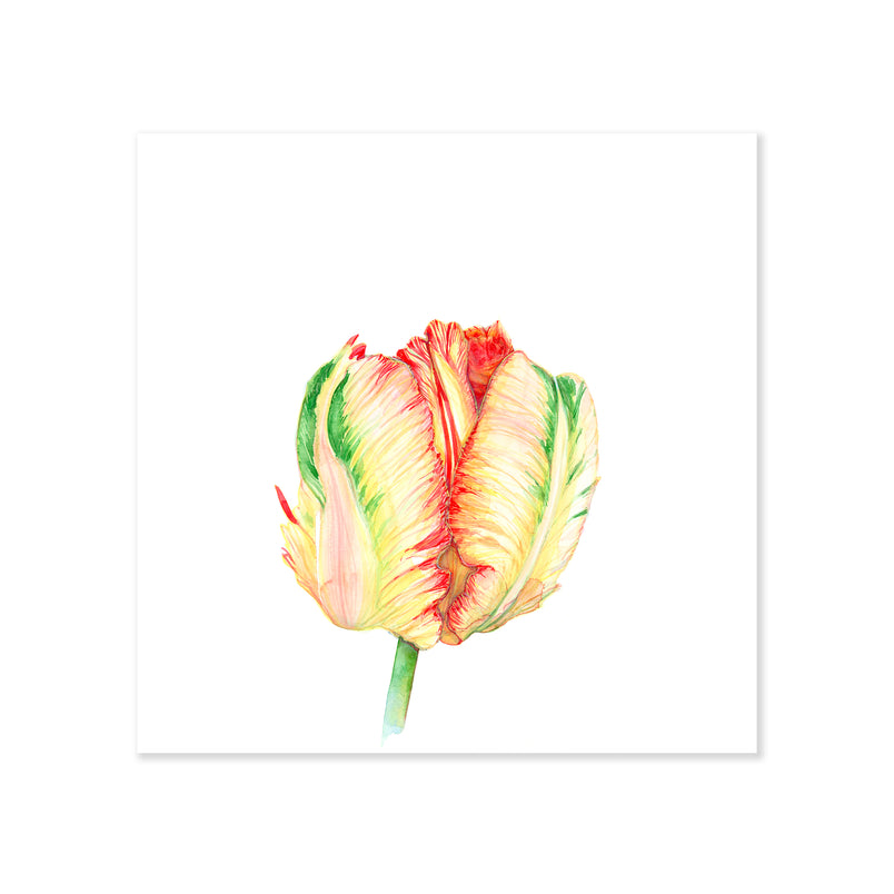 A fine art print illustrating a tulip bulb featuring yellow red and green hues painted with watercolors on a soft white background